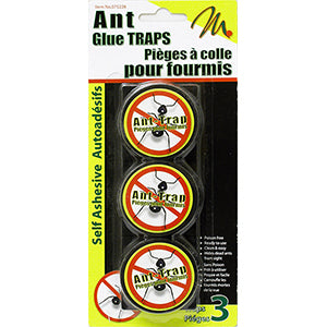 des pièges à fourmis