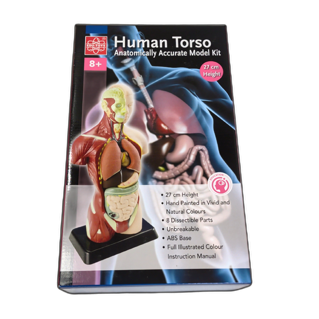 Human Torso Anatomically Accurate Model Kit 27cm Height Edu-toys