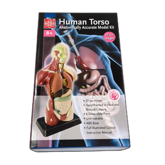 Human Torso Anatomically Accurate Model Kit 27cm Height Edu-toys