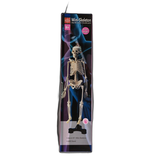 Mini Skeleton 18" Height w/ABS Stand Edu-Toys